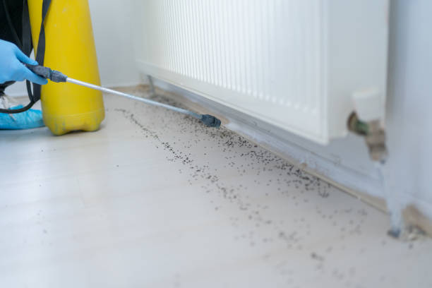 Best Spider Control Near Me  in Forest Lake, IL