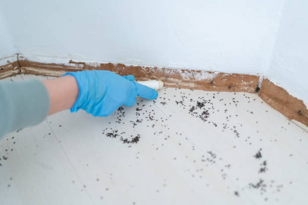 Best Insect Control  in Forest Lake, IL